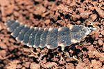lampyris-noctiluca-larva-foto-polacek