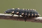 lampyris-noctiluca-larve-foto-weisenboehler