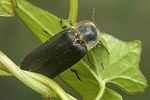 lampyris-noctiluca-male-foto-koehler