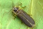 lampyris-noctiluca-male-foto-krumm