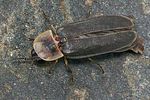 lampyris-noctiluca-male-foto-rindlisbacher