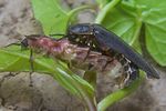 lampyris-noctiluca-paar-foto-koehler