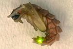 lampyris-noctiluca-pupa3-foto-krumm