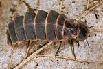 lampyris-noctiluca4-female-foto-koehler
