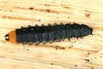 lygistopterus-sanguineus-larva-foto-dvorak