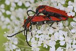 lygistopterus-sanguineus-paar-foto-koehler