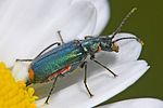 malachius-bipustulatus-foto-kretzschmar