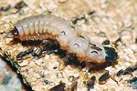malachius-bipustulatus-larva-foto-constantin