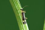 malthinus-fasciatus-foto-weidlich