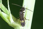 malthodes-marginatus-foto-weidlich