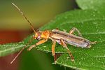 metacantharis-discoidea-male-foto-altmann