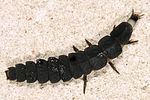 nyctophila-reicheii-larva4-foto-krejcik