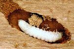 peltis-ferruginea-larva-foto-polacek