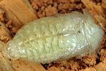 peltis-grossa-pupa-dorsal-foto-polacek