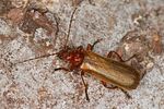 podistra-rufotestacea-female-foto-altmann