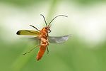 rhagonycha-fulva-flight-foto-rientjes