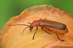 rhagonycha-fulva-foto-fgrose