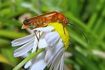 rhagonycha-fulva-foto-koehler