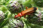 rhagonycha-fulva-foto-wmueller