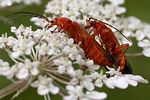 rhagonycha-fulva-paar-foto-derennes