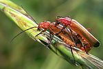 rhagonycha-fulva-paar-foto-erezuma