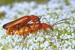 rhagonycha-fulva-paar-foto-koehler