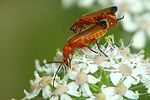 rhagonycha-fulva-paar-foto-krueger