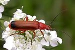 rhagonycha-fulva2-foto-keresztes