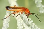 rhagonycha-fulva3-foto-dvorak