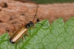 rhagonycha-lignosa-foto-altmann