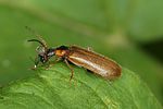 rhagonycha-limbata2-foto-altmann