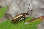 rhagonycha-maculicollis3-foto-koehler