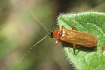 rhagonycha-nigriceps-foto-martinez