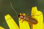 rhagonycha-nigriceps2-foto-koehler