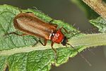 rhagonycha-nigriceps3-foto-koehler