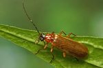 rhagonycha-nigriceps4-foto-koehler