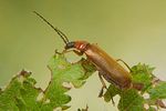 rhagonycha-nigriceps5-foto-koehler