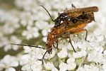 rhagonycha-nigritarsis-couple-foto-markopoulos