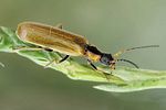 rhagonycha-nigriventris-foto-dvorak