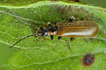 rhagonycha-nigriventris-foto-koehler