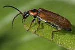 rhagonycha-nigriventris-foto-rindlisbacher