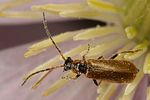 rhagonycha-nigriventris2-foto-koehler