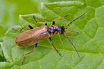 rhagonycha-nigriventris2-foto-rindlisbacher