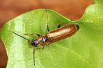 rhagonycha-nigriventris3-foto-altmann