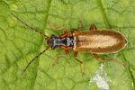 rhagonycha-testacea-foto-koehler