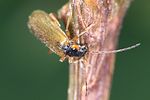 rhagonycha-testacea-foto-weidlich