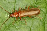 rhagonycha-translucida-foto-koehler