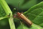rhagonycha-translucida-foto-wmueller