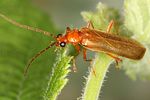 rhagonycha-translucida2-foto-koehler