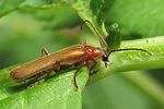 rhagonycha-translucida2-foto-wmueller